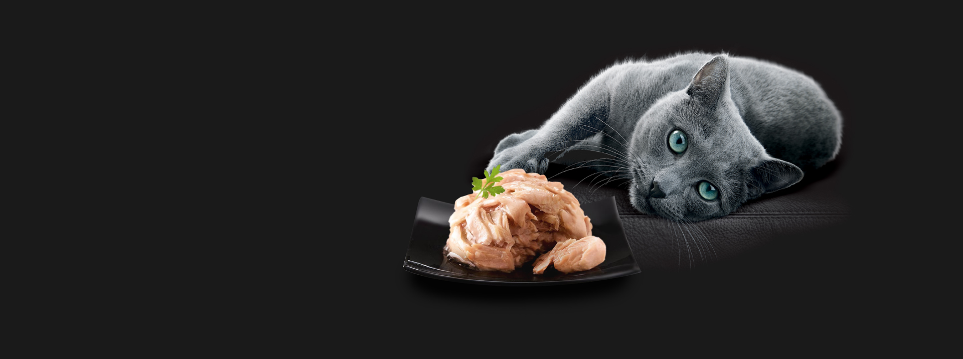Grey cat lying on a black surface next a bowl of SHEBA® cat food on a plate